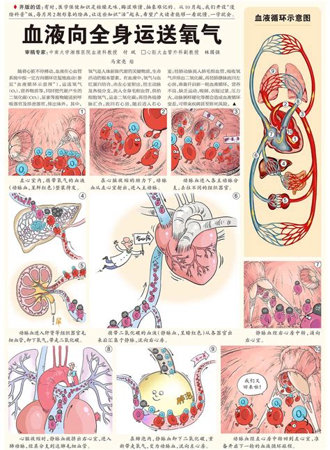 血液循环简图|血液循环的过程是怎样的？